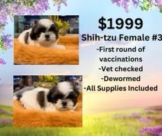 A shih tzu puppy is for sale for $ 1999.