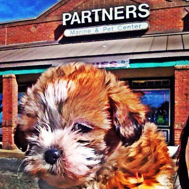 Puppies Dogs Round Rock, TX