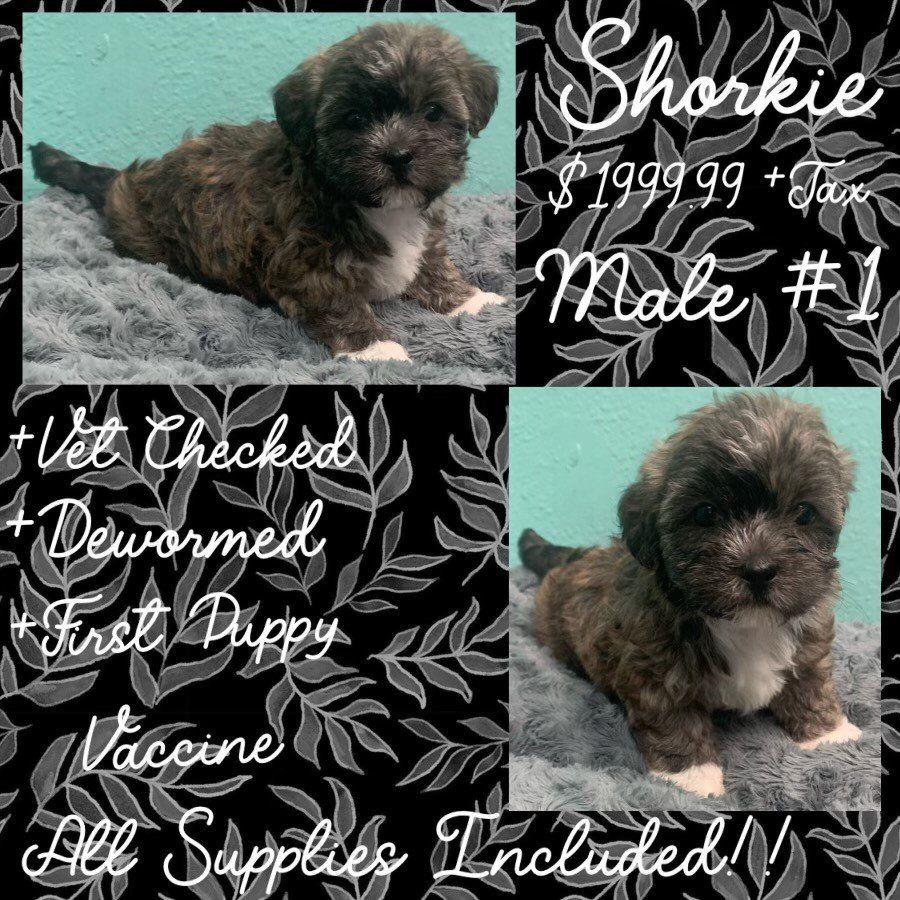 A shih tzu puppy is laying on a blanket.