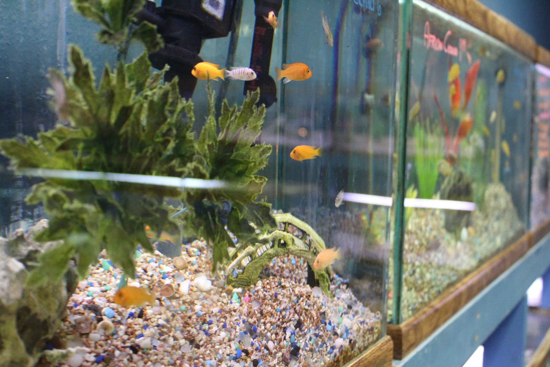 A row of fish tanks filled with fish and plants in a store.