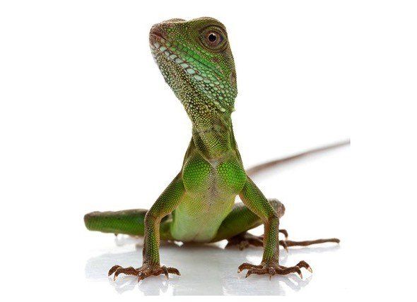 A green lizard is sitting on a white surface and looking up at the camera.
