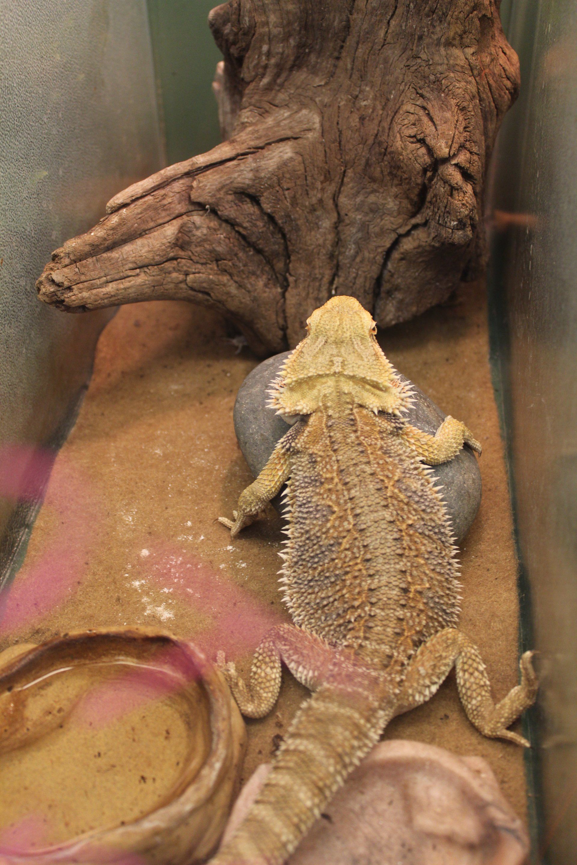 A bearded dragon is sitting on a rock in a tank.