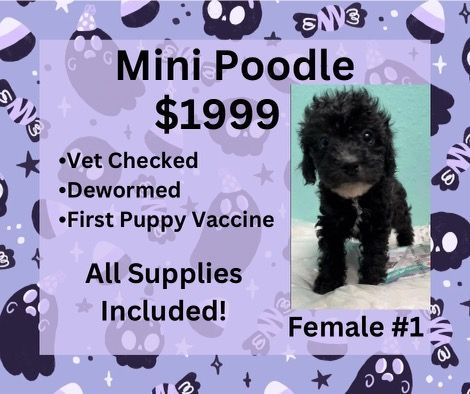 A small black poodle puppy for sale for $ 1999