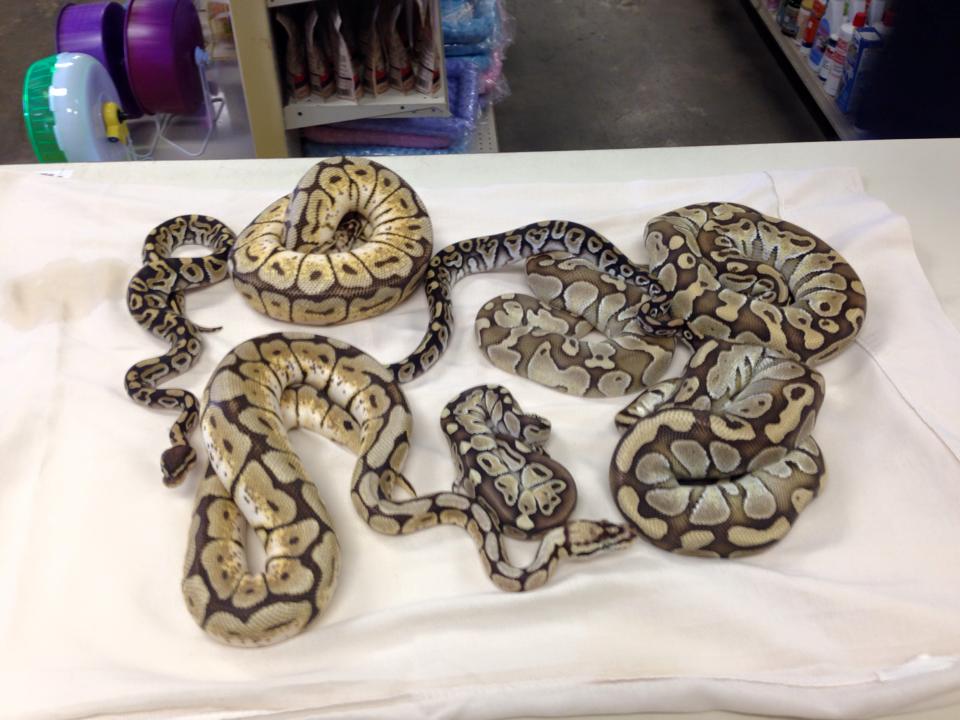 A group of snakes are laying on a white towel on a table.