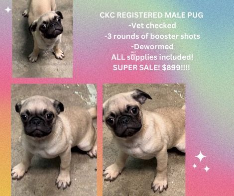 A pug puppy is being sold for $ 899.