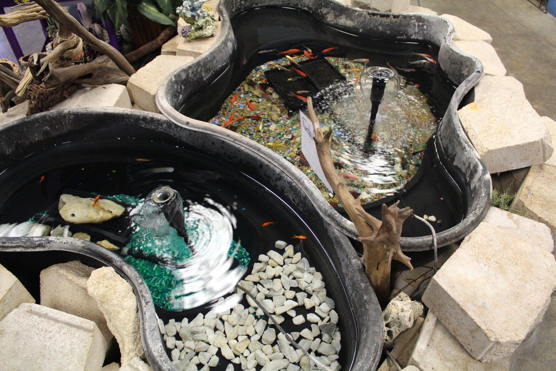 A pond with a fountain and fish in it