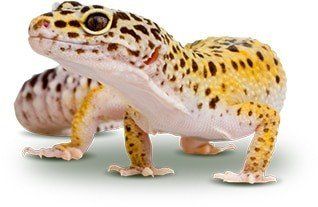 A close up of a leopard gecko on a white background.