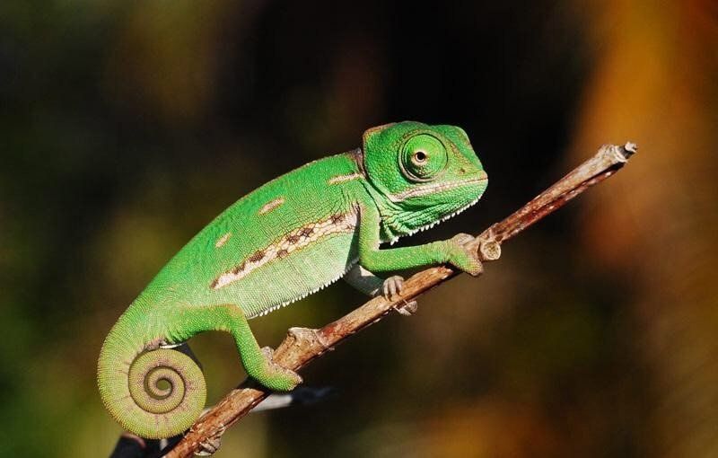 A green chameleon is sitting on a branch.