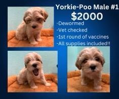 A yorkie-poo male puppy is for sale for $ 2000.
