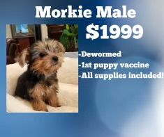 A picture of a puppy sitting on a bed.