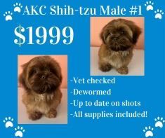 A shih tzu puppy is for sale for $ 1999.