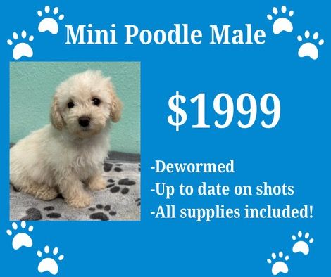 A small white poodle puppy for sale for $ 1999