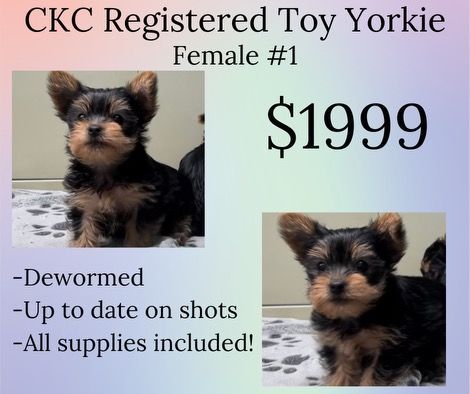 A toy yorkie puppy is for sale for $ 1999
