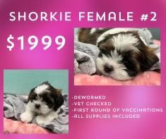 A shih tzu puppy is for sale for $ 1999.