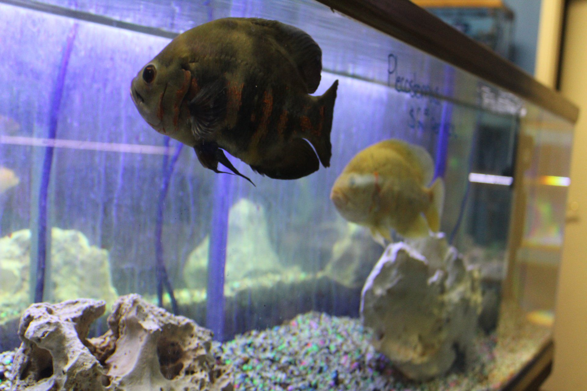 A large fish is swimming in a fish tank.