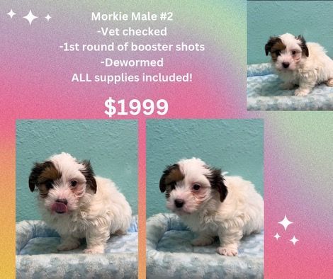 A white and brown puppy is for sale for $ 1999.