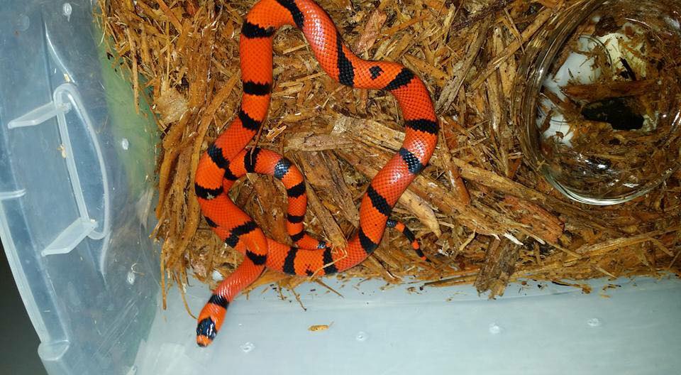 A close up of an orange and black snake in a plastic container.