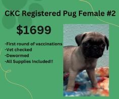 A pug puppy is sitting on a blanket on a green background.