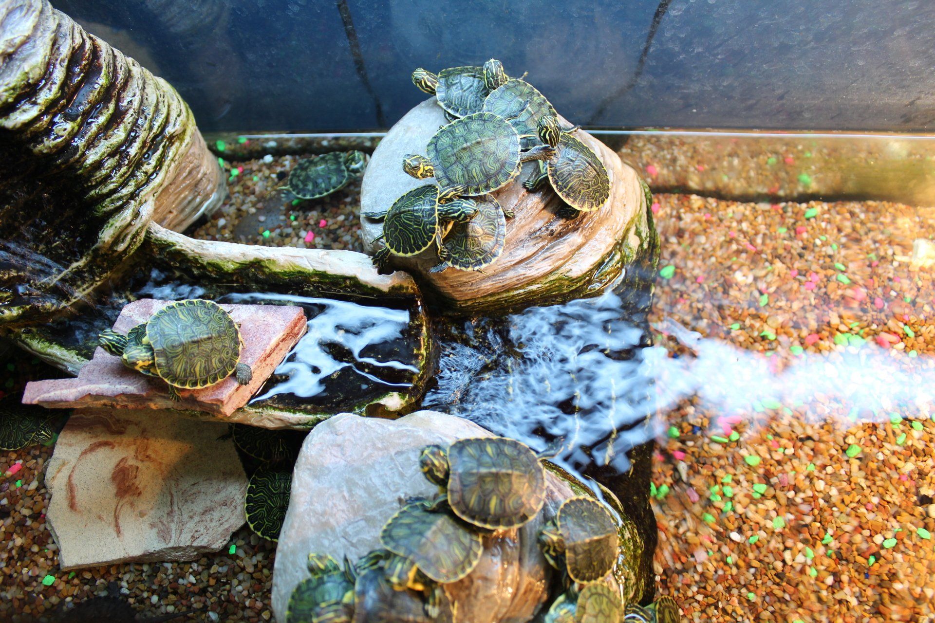 A group of turtles are sitting on rocks in a tank.