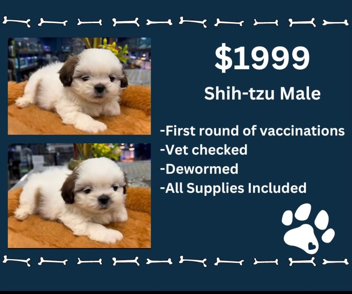 A shih tzu puppy for sale for $ 1999