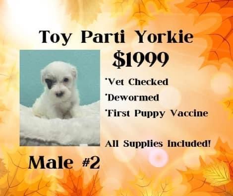 A toy parti yorkie puppy for sale for $ 1999