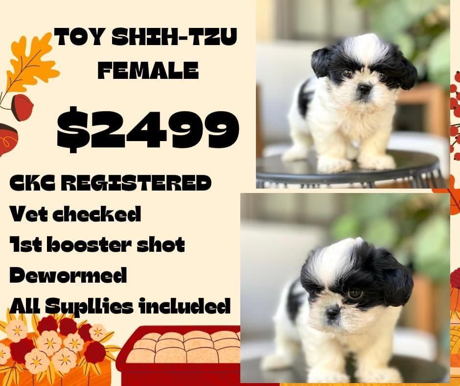 A toy shih tzu female puppy for sale for $ 2499