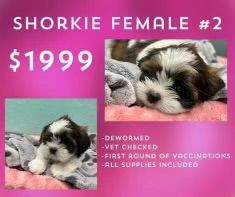 A shih tzu puppy is for sale for $ 1999.