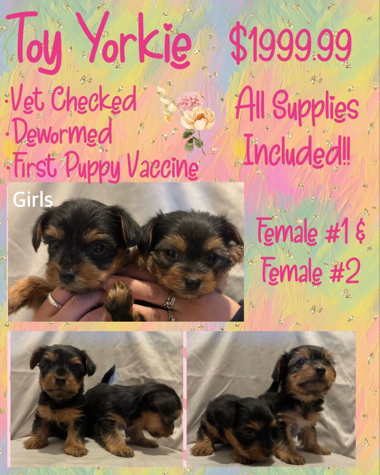 Toy yorkie puppies for sale for $ 199.99 with all supplies included.