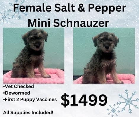 A female salt and pepper mini schnauzer puppy is for sale for $ 1499.