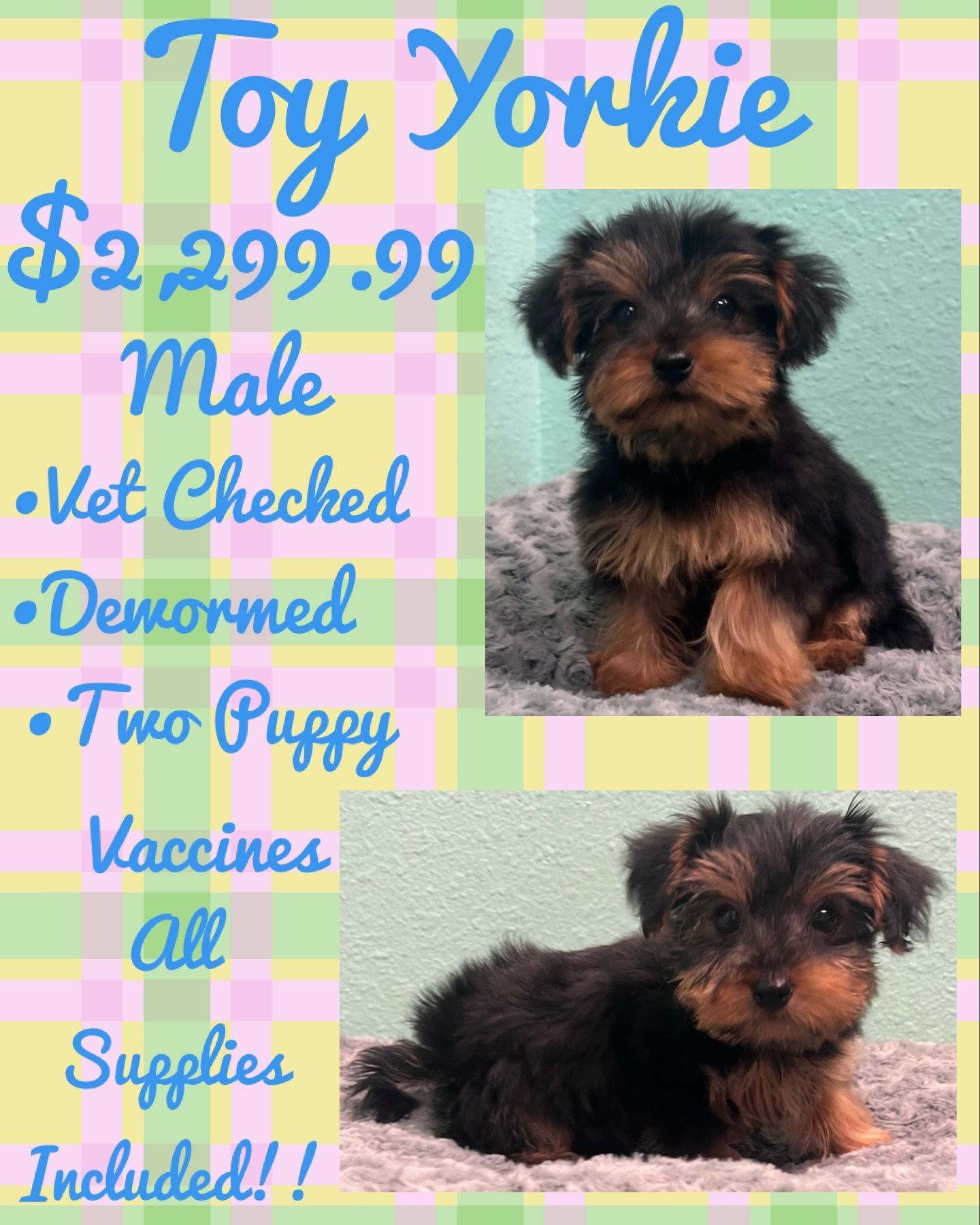 A toy yorkie puppy is for sale for $ 2,299.99.
