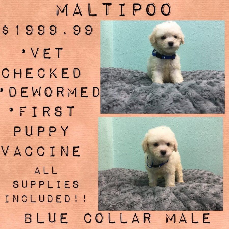 A puppy with a blue collar is for sale for $ 199.99