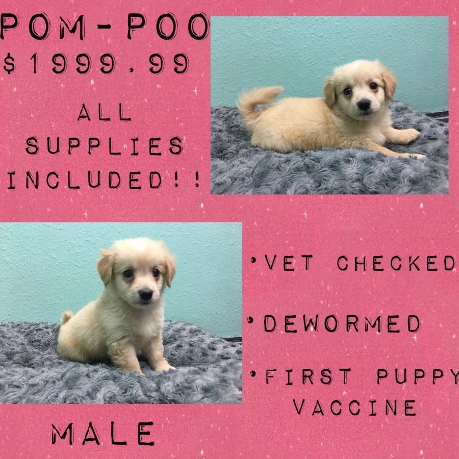 Two puppies are sitting on a blanket with a pink background