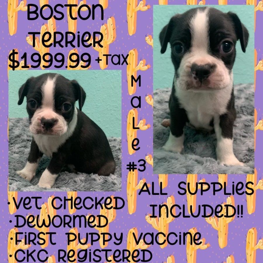 Boston terrier puppies for sale for $ 1999.99