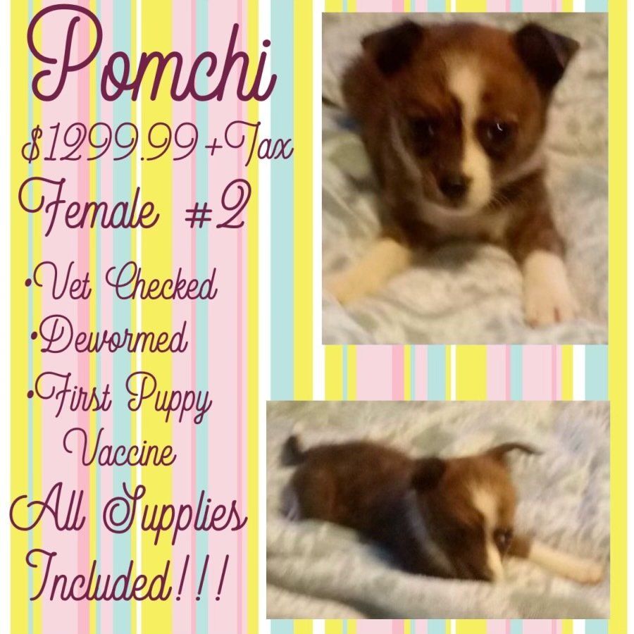 A pomeranian puppy is for sale for $ 199.99