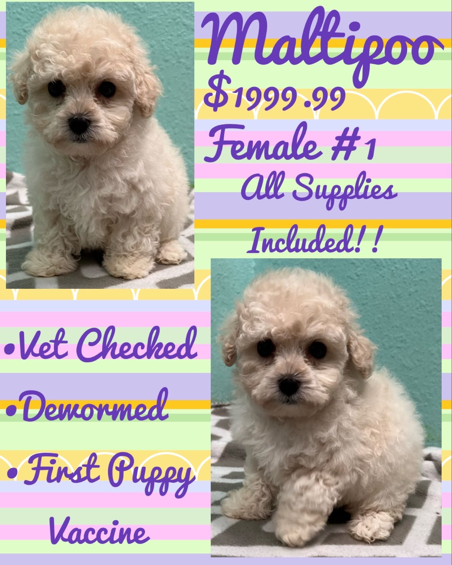 A small white poodle puppy is sitting on a blanket.