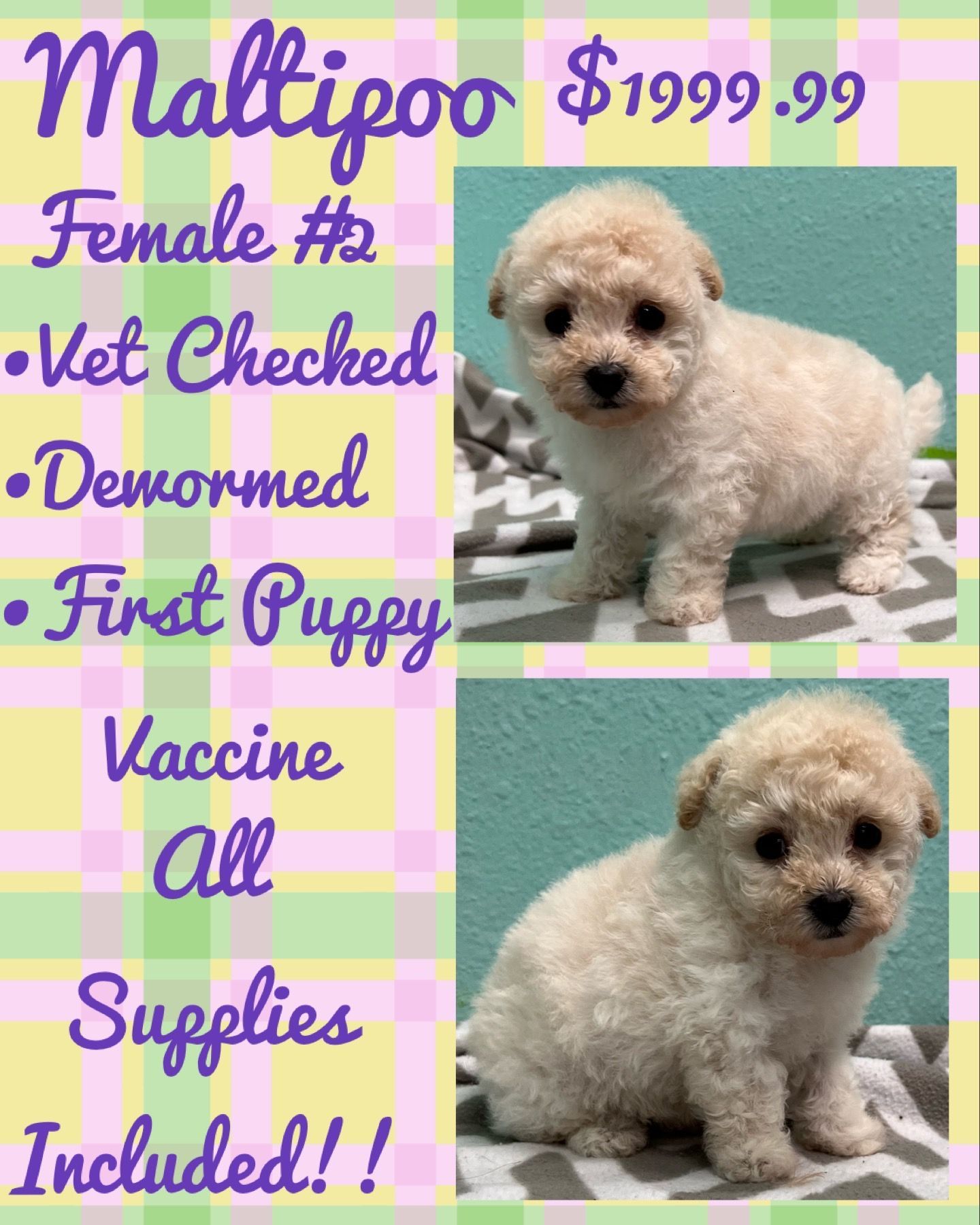 A small white puppy is for sale for $ 199.99.