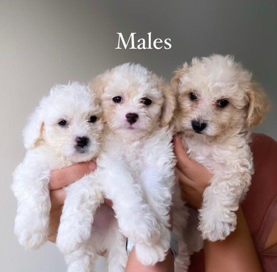 A person is holding three small white puppies in their hands.