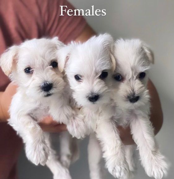 A person is holding three white puppies that are females