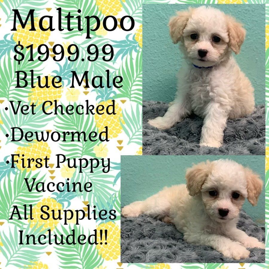 A white puppy is for sale for $ 199.99