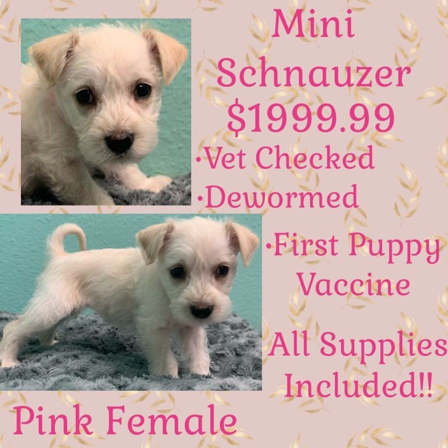 Partners Pet Center Pet Store Round Rock, TX