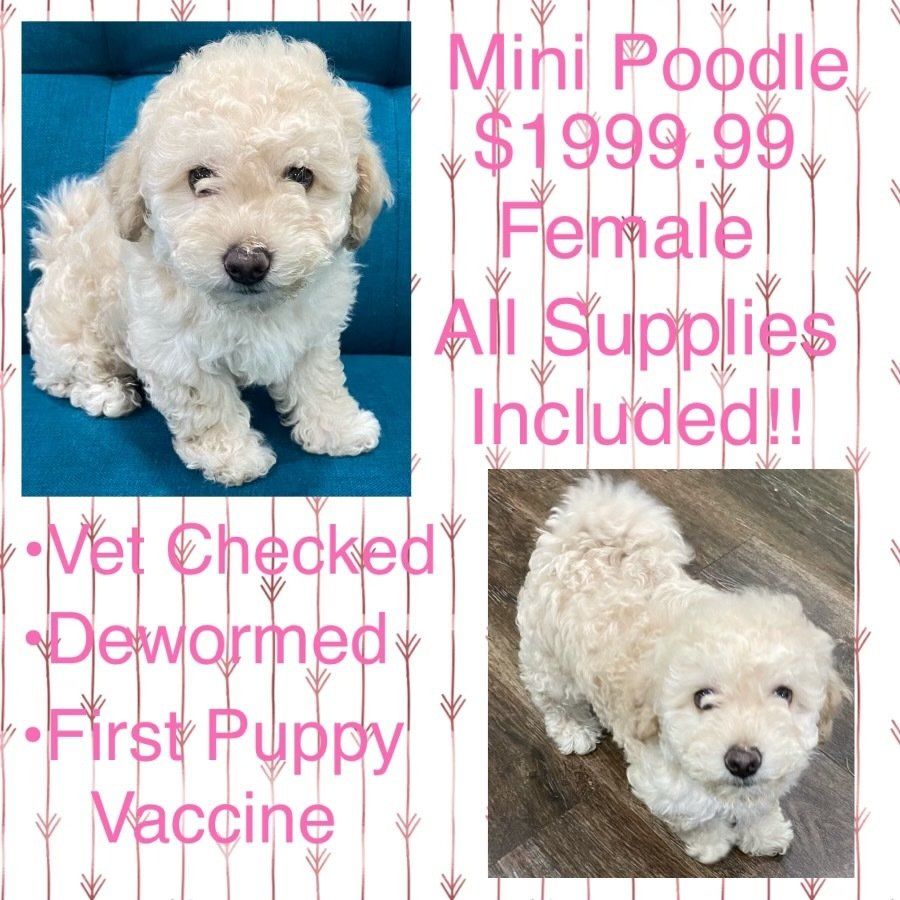 A small white poodle puppy is for sale for $199.99