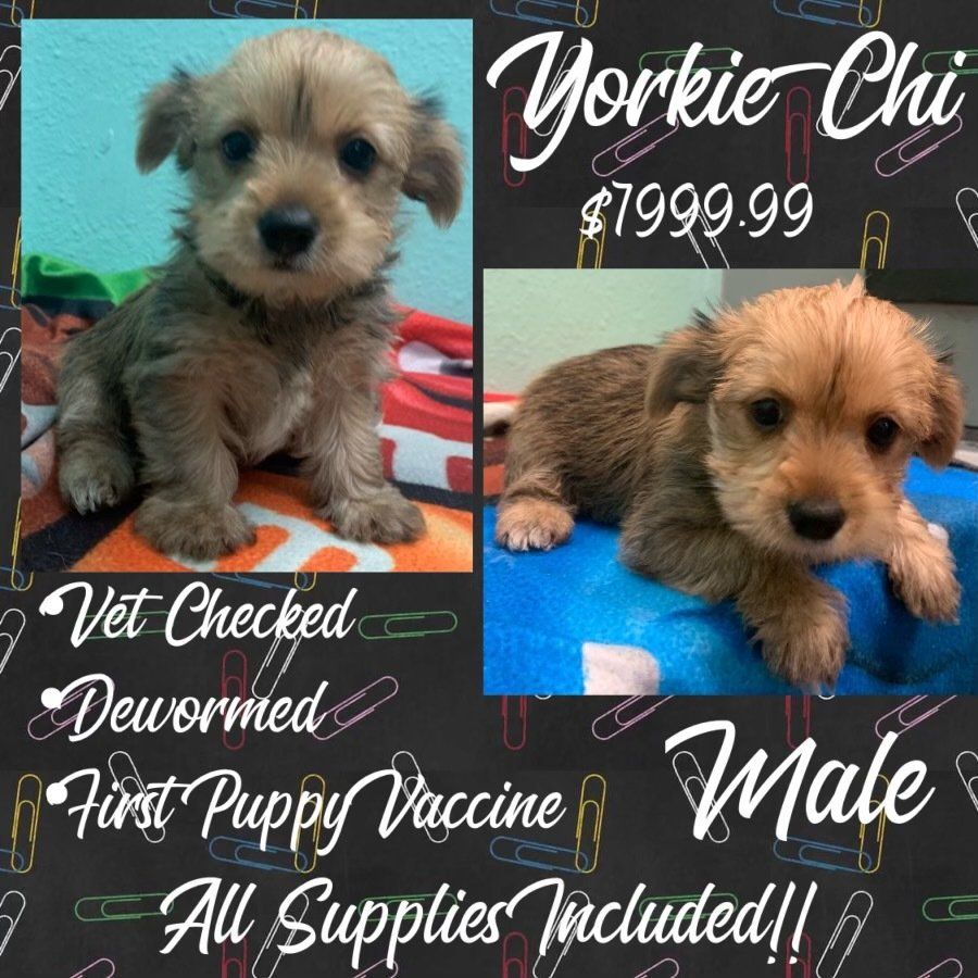 A yorkie chi puppy is for sale for $ 199.99