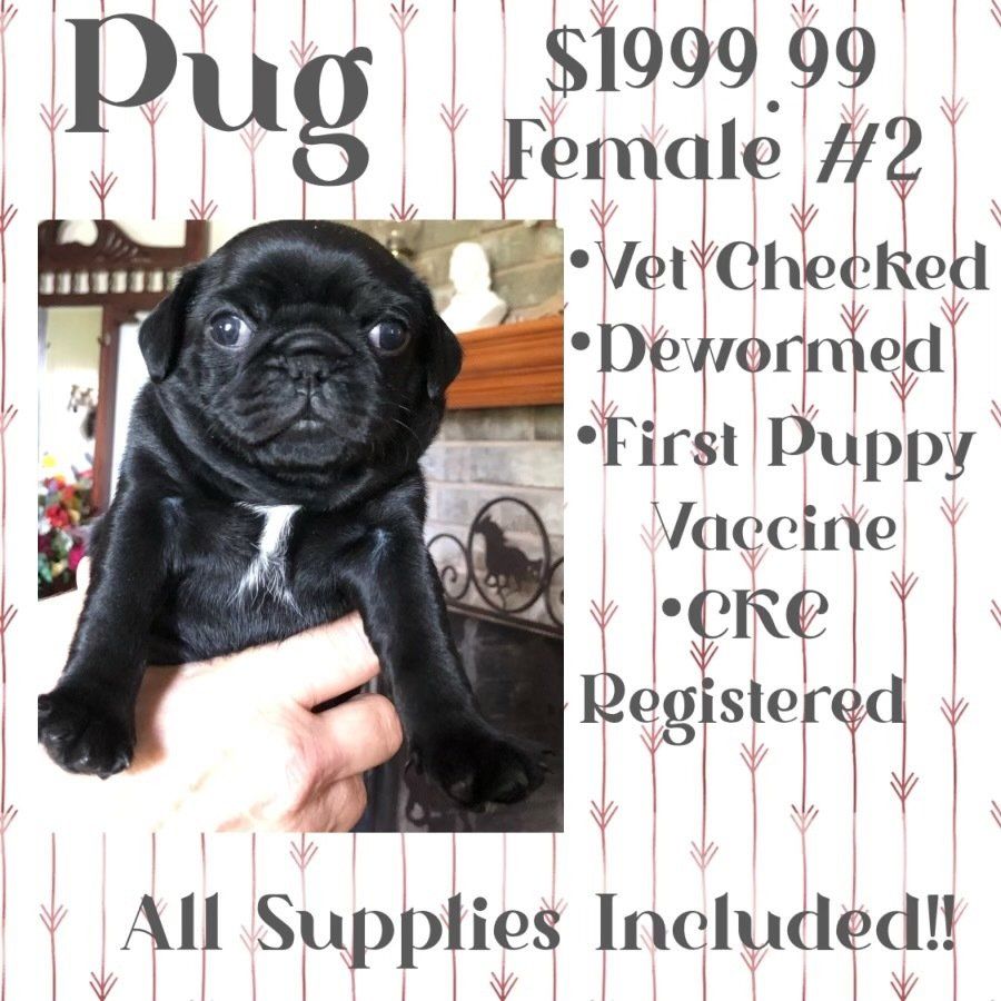 A pug puppy is for sale for $ 1999.99