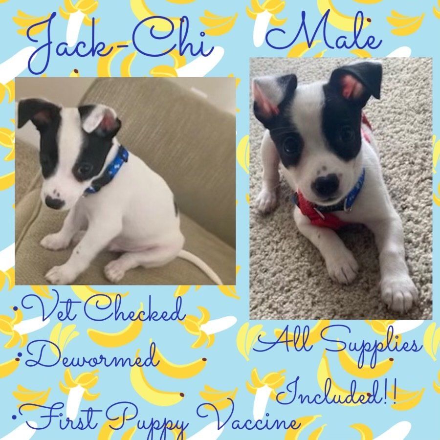 A picture of a puppy named jack-chi