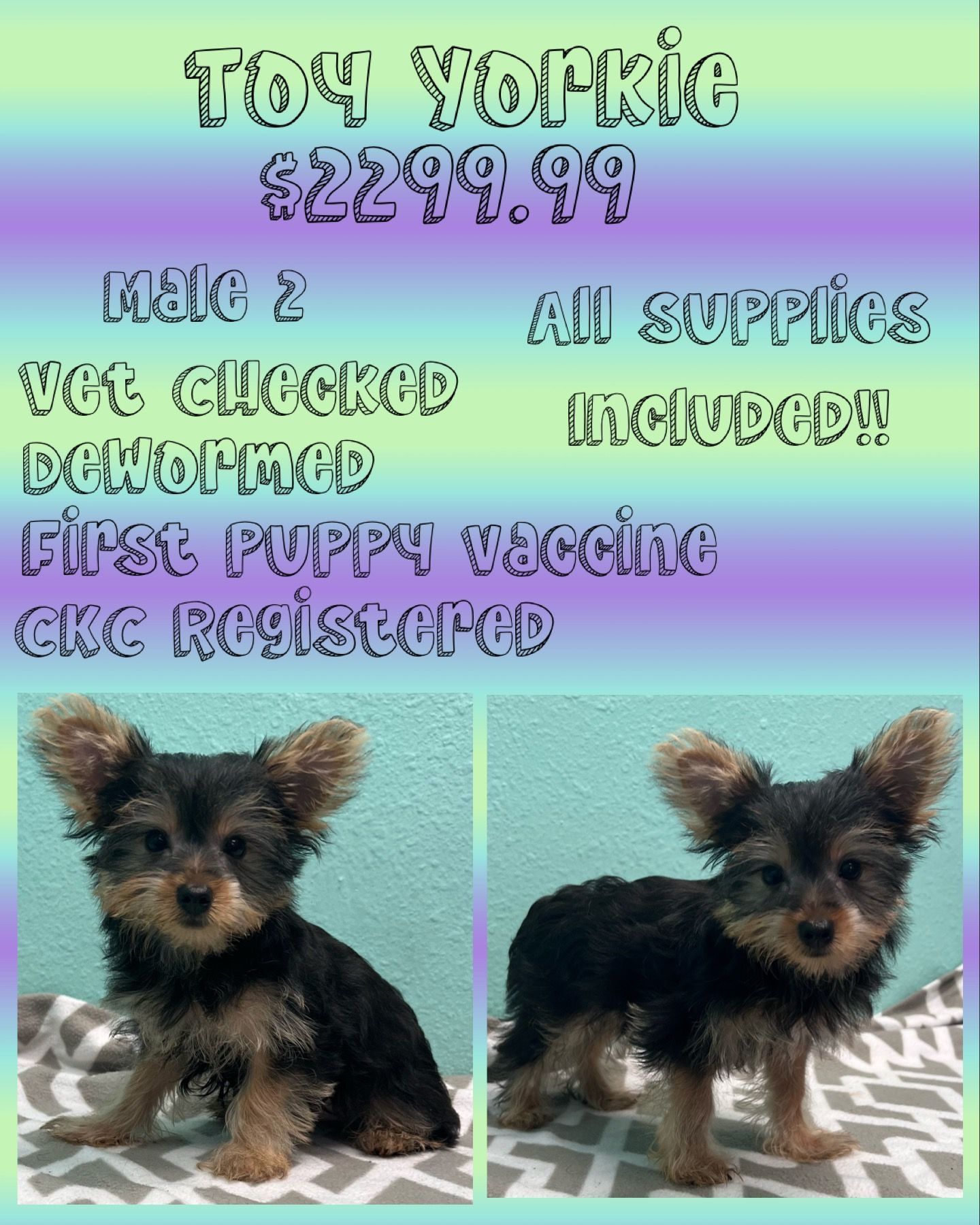 A toy yorkie puppy for sale for $ 229.99