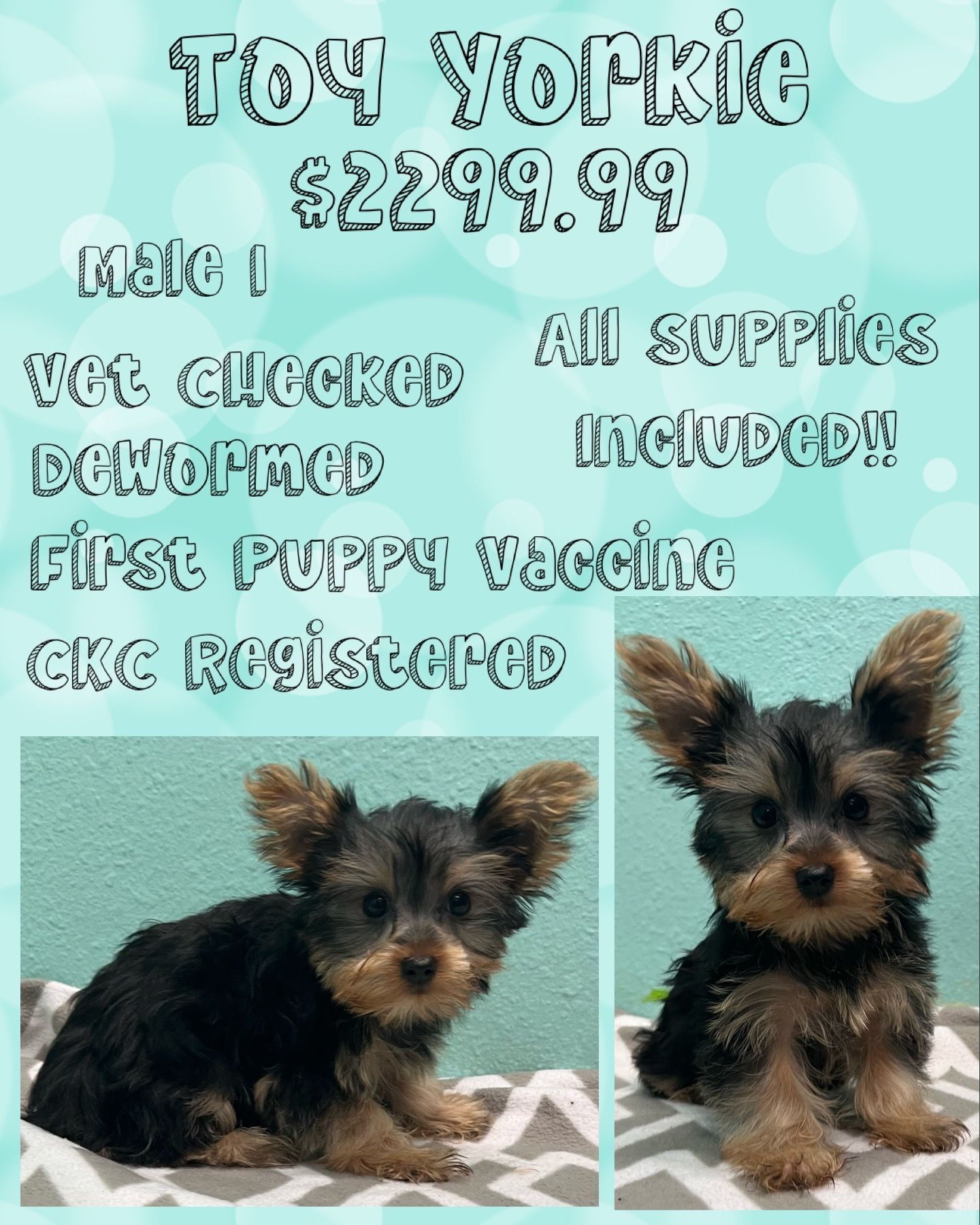 A toy yorkie puppy is for sale for $ 229.99