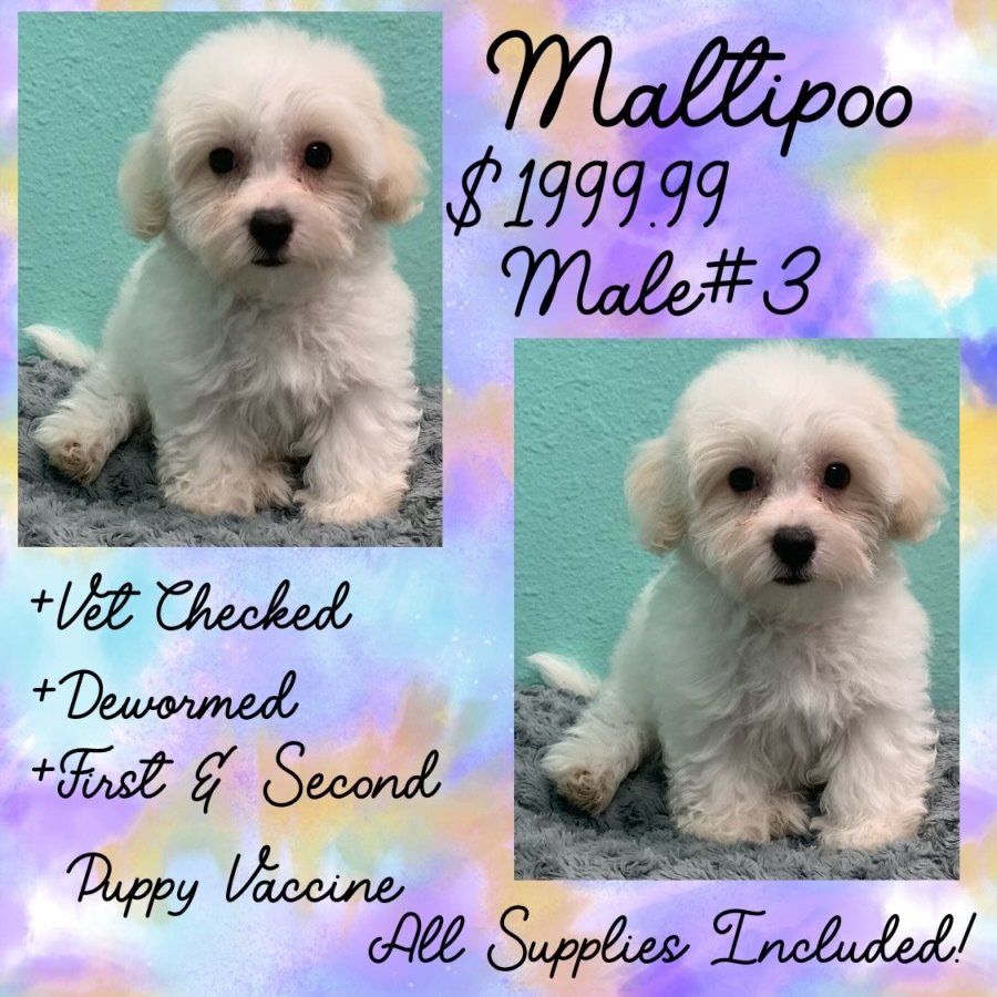 A small white puppy is for sale for $ 1999.99