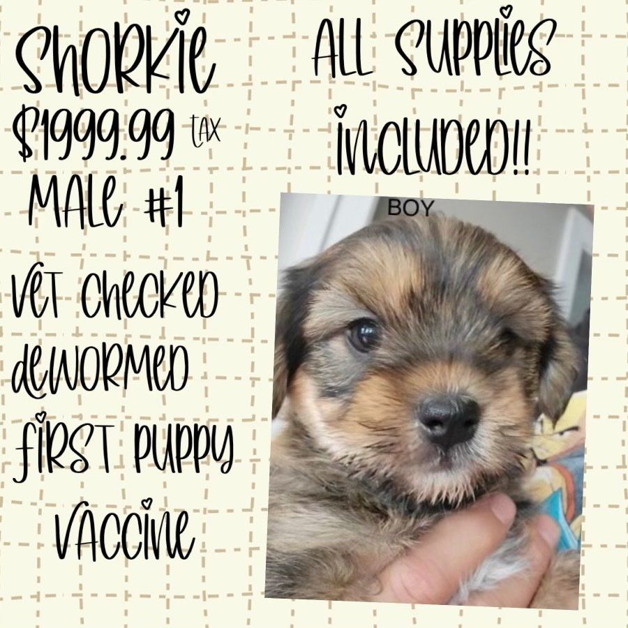 A person is holding a puppy in their hand.