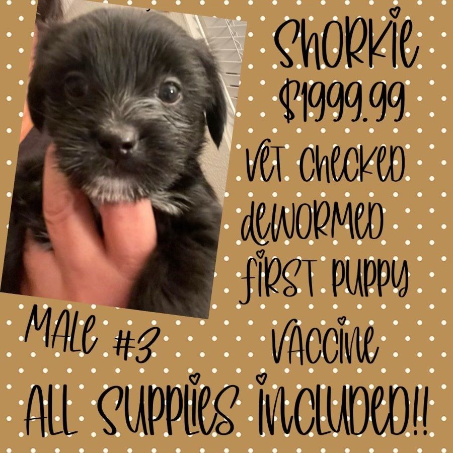 A person is holding a small black puppy in their hand