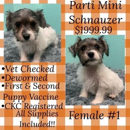 A parti mini schnauzer puppy for sale for $199.99